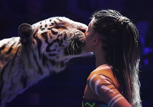 La entrenadora de animales rusa Alisa Nésterova actúa con tigres blancos en el Festival Internacional de Arte Circense 'Princesa del Circo' en la ciudad de Sarátov, Rusia. - Sputnik Mundo