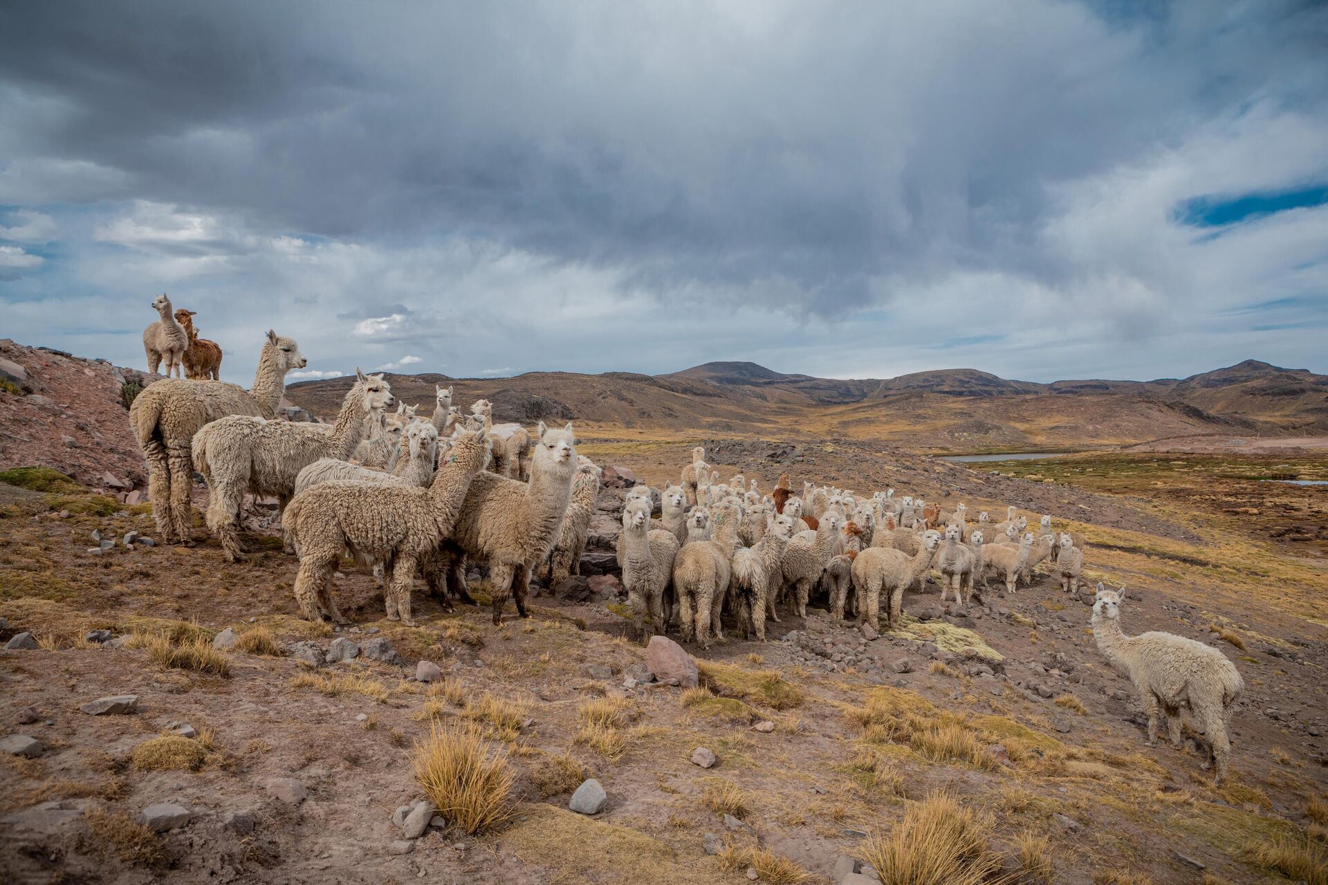  Las alpacas en Huaylla Huaylla - Sputnik Mundo, 1920, 08.11.2022