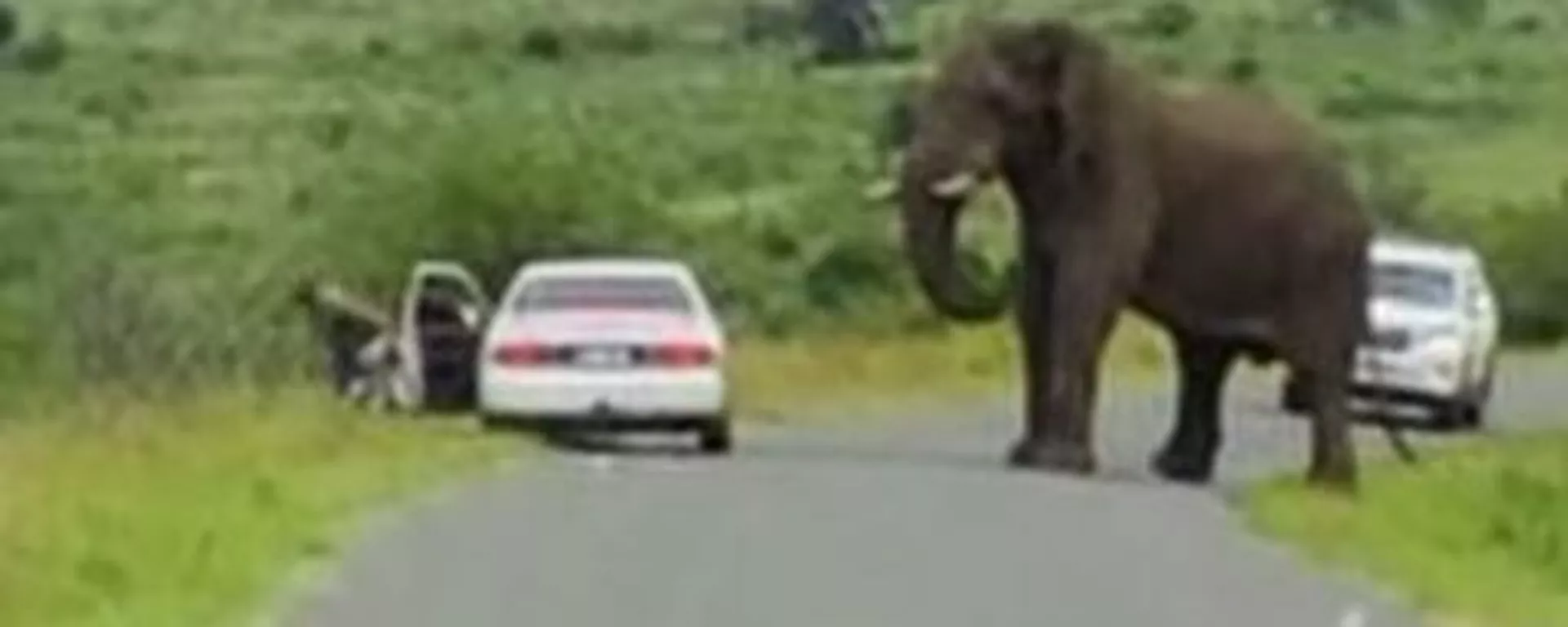 Un hombre huye de un elefante Un hombre huye de un elefante - Sputnik Mundo, 1920, 11.11.2022