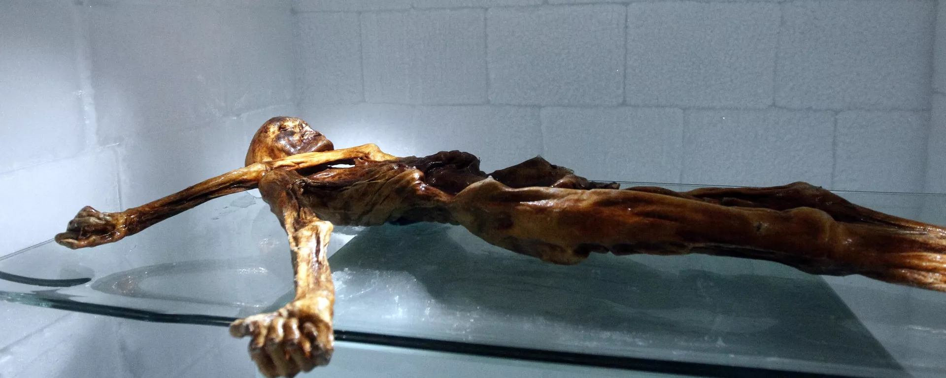 Otzi, la momia de unos 5.200 años de antigüedad Otzi, la momia de unos 5.200 años de antigüedad - Sputnik Mundo, 1920, 11.11.2022