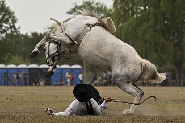 Los gauchos son los descendientes de los nativos americanos y de los conquistadores que llegaron a Sudamérica en los siglos XVI y XVII. En la actualidad, este pueblo amante de la libertad vive en las estepas de Argentina, Uruguay y Brasil, criando y montando a caballo y manteniendo en muchos aspectos un modo de vida tradicional. - Sputnik Mundo