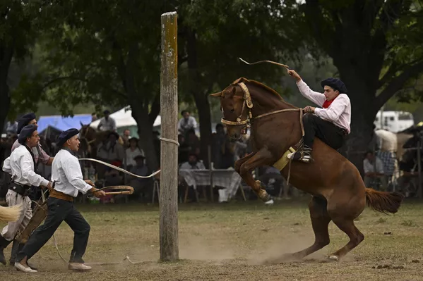 Muchos gauchos acuden al festival a caballo. El resto transporta sus caballos en remolques especiales. - Sputnik Mundo