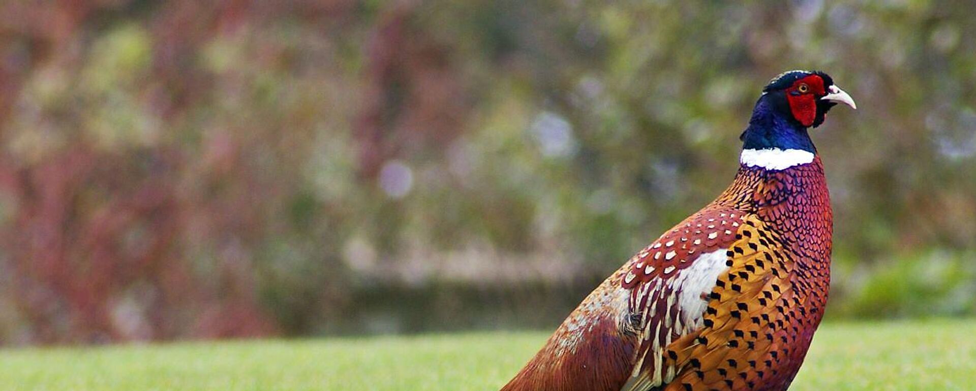 Faisán (imagen referencial) - Sputnik Mundo, 1920, 20.11.2022