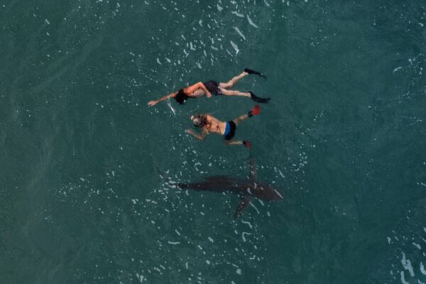 Una pareja nada junto a un tiburón tigre de arena en el mar Mediterráneo, cerca de la ciudad costera de Hadera, en Israel. Recientemente se han avistado docenas de tiburones en esta zona, frente a la costa norte de Israel. Se cree que son atraídos por la temperatura del agua que hay en este lugar cercano a la central eléctrica de Orot Rabin. - Sputnik Mundo