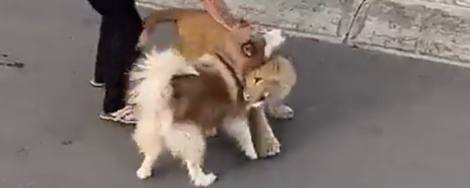 Un cachorro de león asusta a vecinos de México Un cachorro de león asusta a vecinos de México - Sputnik Mundo, 1920, 25.11.2022