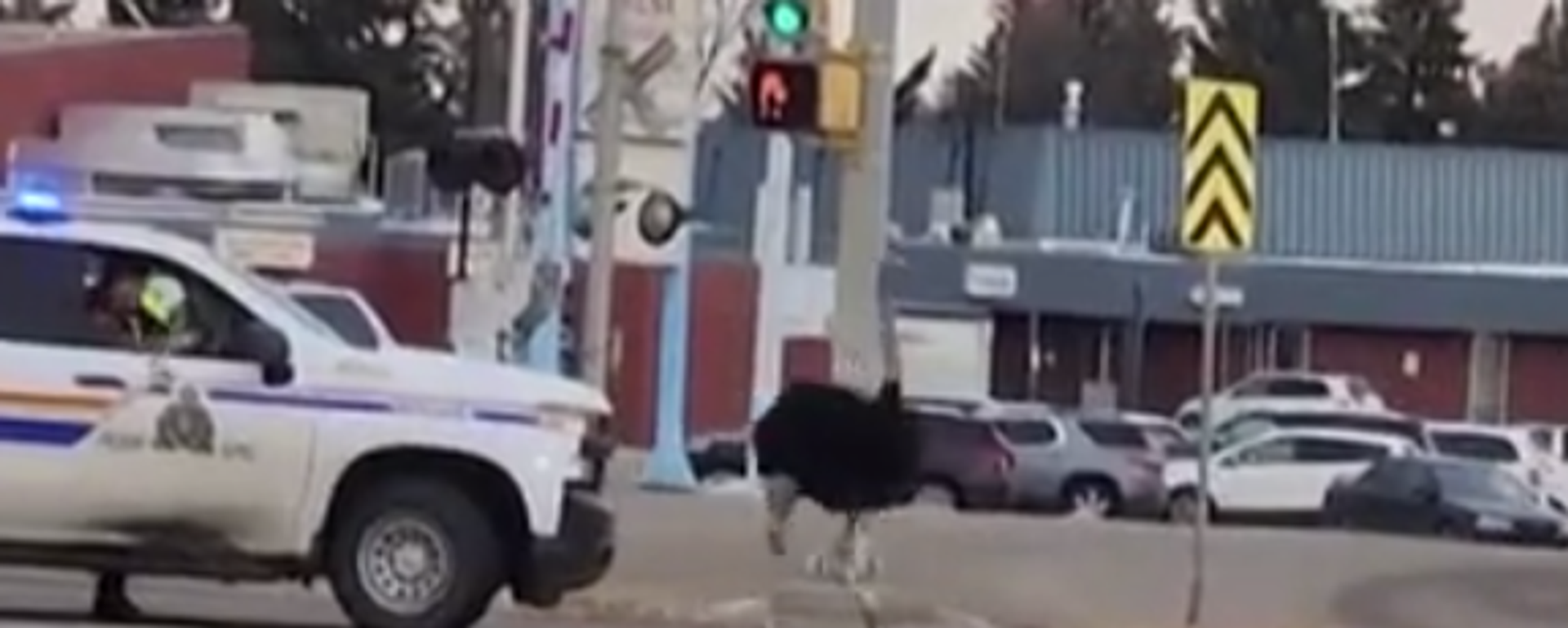 La Policía de Canadá persigue a un avestruz escapado - Sputnik Mundo, 1920, 27.11.2022