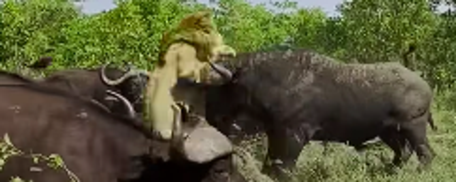 Uno contra todos: los búfalos aplastan a un viejo león - Sputnik Mundo, 1920, 01.12.2022