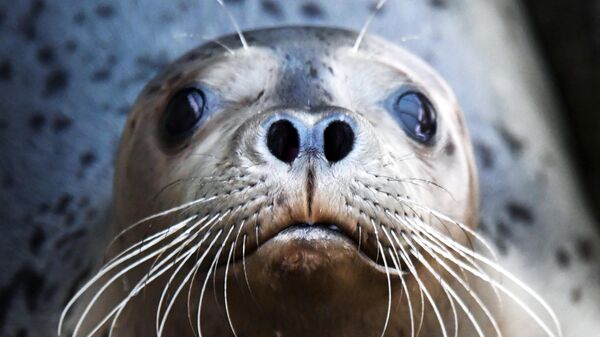 Una foca (imagen referencial) - Sputnik Mundo