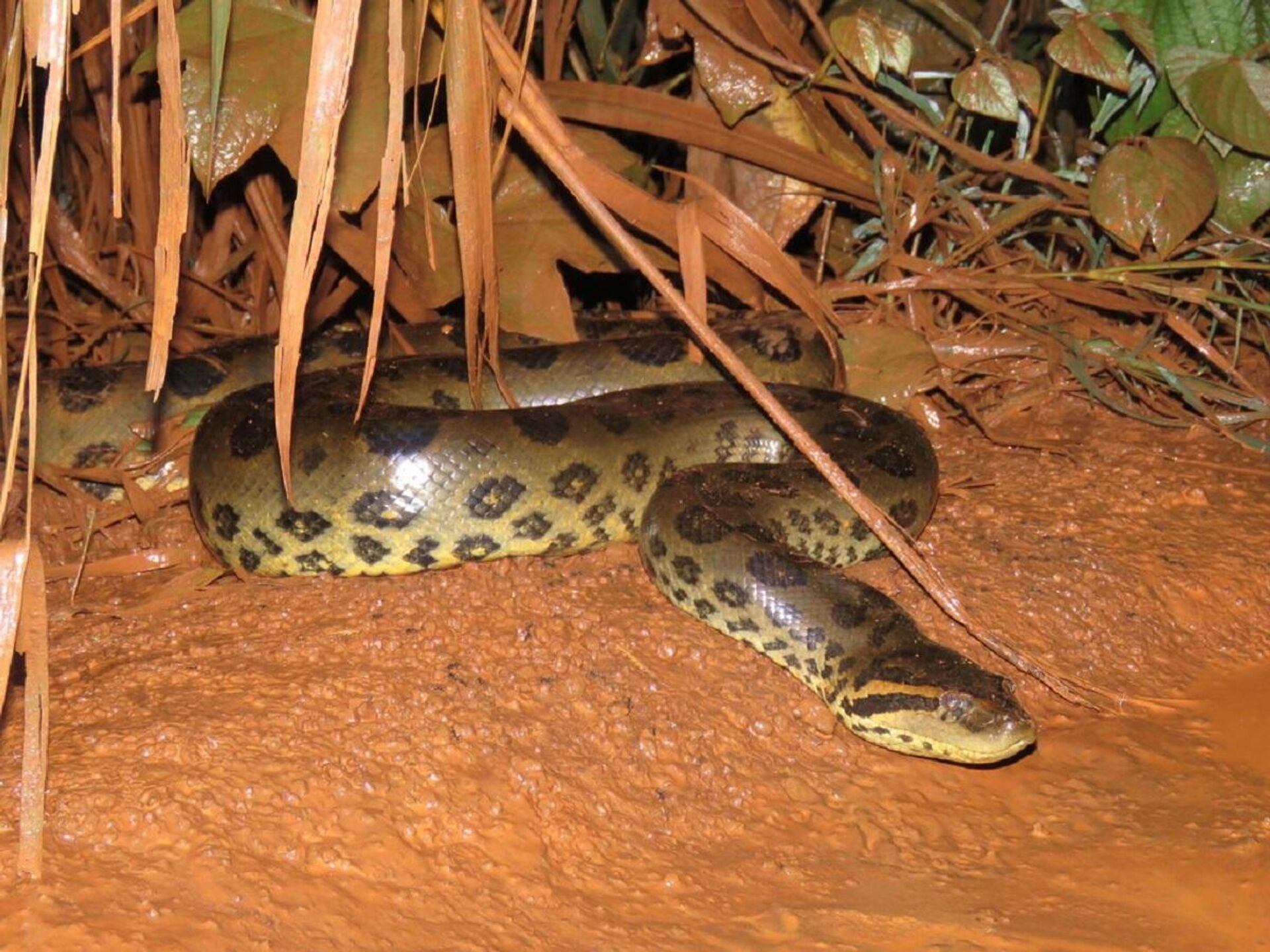 Una boa de la especie 'Eunectes murinus' - Sputnik Mundo, 1920, 06.12.2022