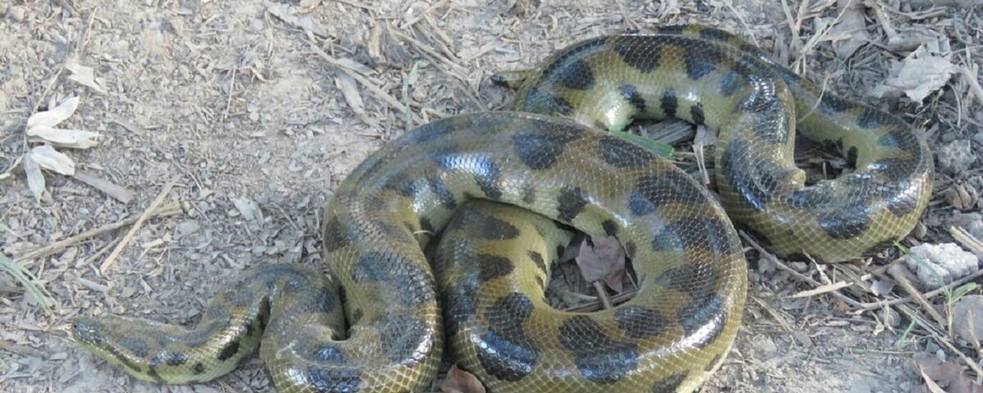 Una boa de la especie 'Eunectes beniensis' - Sputnik Mundo, 1920, 06.12.2022