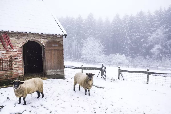 Las primeras nevadas también llegaron a los Países Bajos.En la foto: ovejas en la primera nevada en su prado cerca de Vijlen, Países Bajos. Las primeras nevadas también llegaron a los Países Bajos.En la foto: ovejas en la primera nevada en su prado cerca de Vijlen, Países Bajos. - Sputnik Mundo