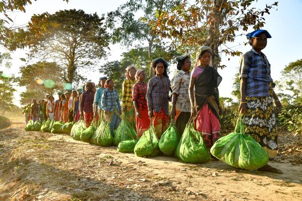 Varios recolectores de té esperan su turno para pesar su cosecha en una plantación en Rangapara, Assam, la India. - Sputnik Mundo