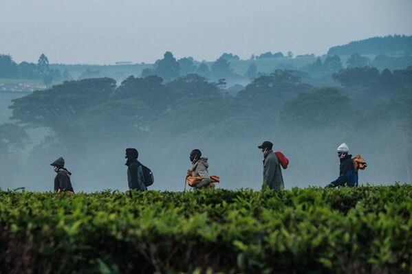 Kenia es el tercer productor mundial de té. La primera plantación de té de Asam fue instalada aquí por los británicos en 1903. Gracias al uso de la tecnología CTC [Aplastar – Desgarrar – Rizar, o CTC por sus siglas en inglés], el té de Kenia conserva la máxima cantidad de cafeína, lo que lo hace especialmente vigorizante y tónico.En la foto: recolectores de té en Kenia. - Sputnik Mundo