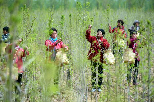 El té verde chino es el más conocido, pero en realidad aquí se cultiva una gran variedad de té.En la foto: la recolección de hojas de ginkgo usadas como suplemento del té en una plantación de la provincia de Shandong, al este de China. - Sputnik Mundo
