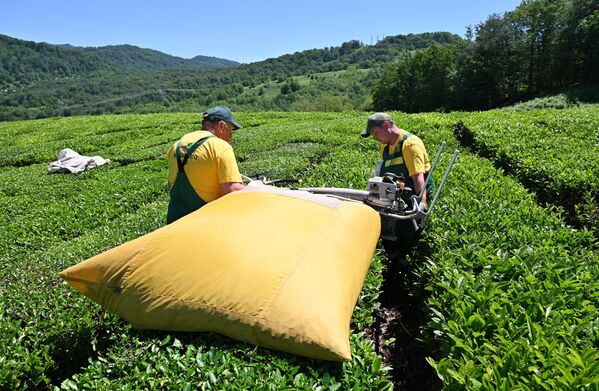 En Rusia, el té se cultiva desde principios del siglo XX. Las plantaciones de té se encuentran en el sur del país, en la región de Krasnodar.En la foto: la recolección mecanizada de té en una plantación cercana a la ciudad de Sochi. - Sputnik Mundo
