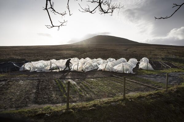 Hace unos años, Escocia cultivó por primera vez su propio té. De acuerdo con Tam O&#x27;Braan, fundador de la Wee Tea Company, es el único té blanco del mundo con aroma a humo y un sabor similar al del &quot;whisky de turba&quot;.En la foto: Tam O&#x27;Braan en su plantación de té de las Tierras Altas de Escocia. - Sputnik Mundo