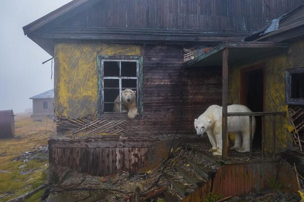 La serie fotográfica House of bears (Casa de los Osos), que Dmitri Koj tomó en una estación meteorológica soviética abandonada en el mar de Chukotka, le hizo ganar varios concursos internacionales de fotografía. - Sputnik Mundo