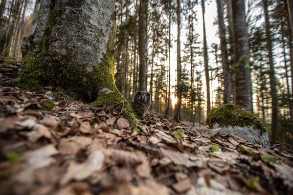 First flights missed (Primeros vuelos perdidos), de la fotógrafa suiza Clémence Till, ganó en la categoría juvenil. - Sputnik Mundo