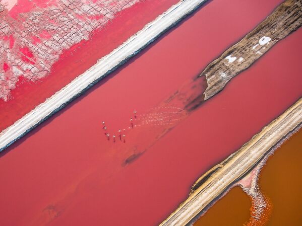 Flamingo airport (Aeropuerto de flamencos), la foto tomada por el fotógrafo suizo Tamani Cédric, obtuvo el segundo puesto en la categoría humano y naturaleza. - Sputnik Mundo