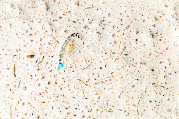 An adaptation for death (Una adaptación para la muerte) del fotógrafo austriaco Bernhard Schubert, fue la ganadora de la categoría otros animales. - Sputnik Mundo