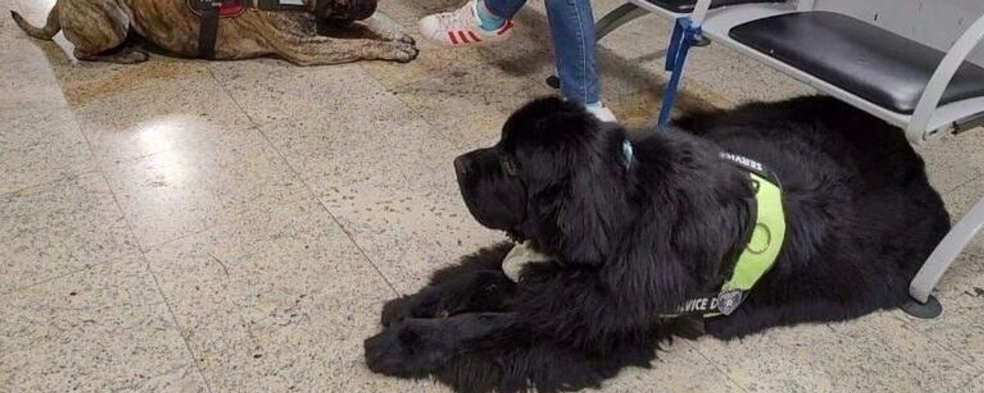 Perros que viajaron en Avianca desde Brasil hasta Colombia Perros que viajaron en Avianca desde Brasil hasta Colombia - Sputnik Mundo, 1920, 17.12.2022