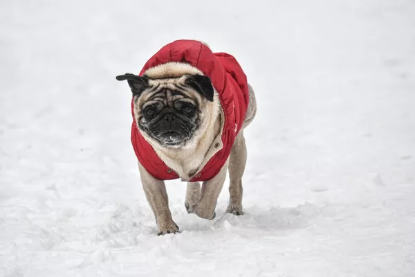 Un pug pasea después de una fuerte nevada en la capital rusa. Un pug pasea después de una fuerte nevada en la capital rusa. - Sputnik Mundo