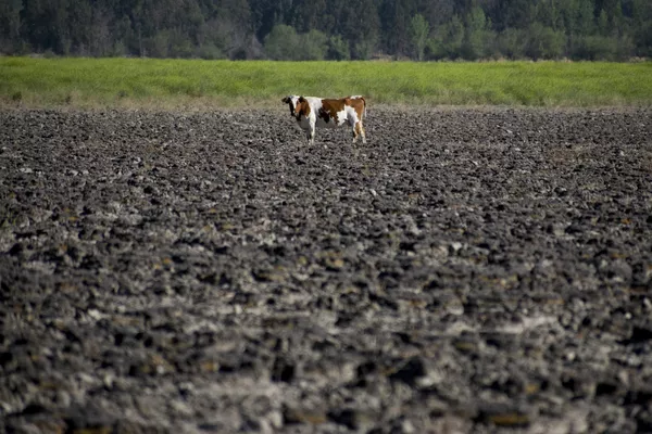 La Laguna de Aculeo, un área de más de 18 km2 situada a 60 km al sur de Santiago, se ha secado completamente por primera vez en la historia del país. La Laguna de Aculeo, un área de más de 18 km2 situada a 60 km al sur de Santiago, se ha secado completamente por primera vez en la historia del país. - Sputnik Mundo