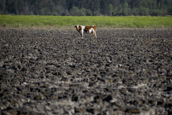 La Laguna de Aculeo, un área de más de 18 km2 situada a 60 km al sur de Santiago, se ha secado completamente por primera vez en la historia del país. - Sputnik Mundo