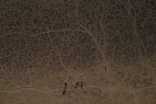 La Laguna de Aculeo se ha convertido en un enorme pastizal: a falta de hierba, los animales se ven obligados a comer las algas secas del fondo expuesto del estanque. - Sputnik Mundo