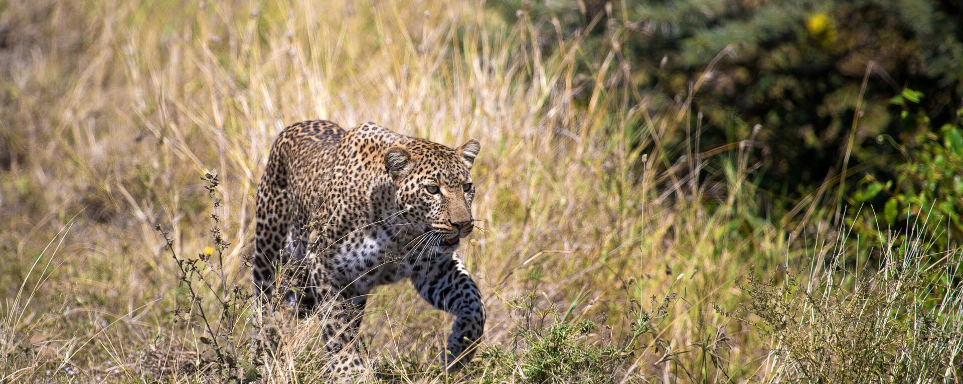 Un leopardo (referencial)  - Sputnik Mundo, 1920, 27.12.2022