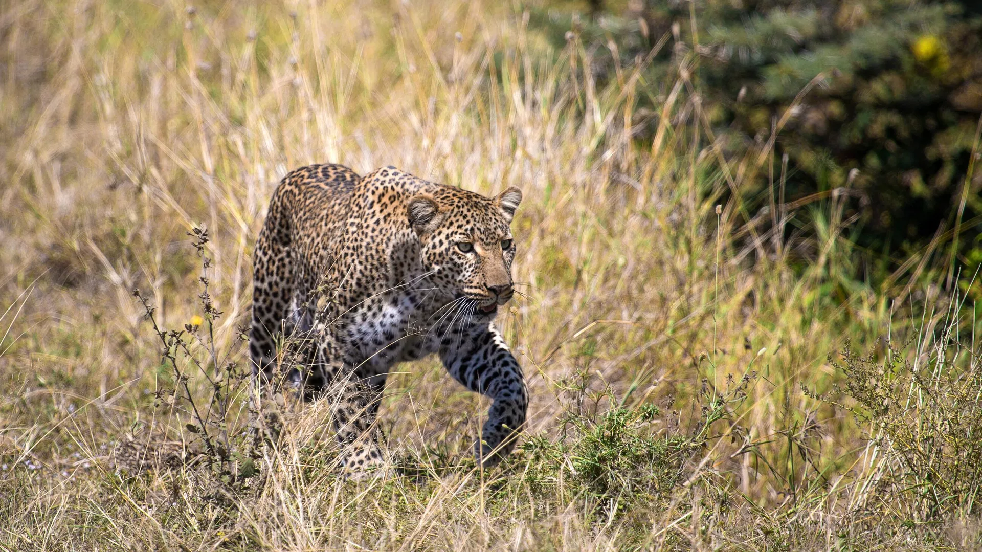 Un leopardo (referencial) 