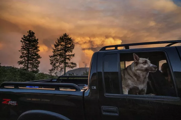 Un perro es llevado en un vehículo fuera de la comunidad de Foresthill, California, ante el incendio forestal conocido como Mosquito Fire, el 8 de septiembre. Un perro es llevado en un vehículo fuera de la comunidad de Foresthill, California, ante el incendio forestal conocido como Mosquito Fire, el 8 de septiembre. - Sputnik Mundo