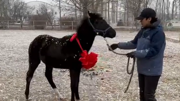 China presentó su primer caballo de carrera clonado que fue bautizado Zhuang Zhuang, - Sputnik Mundo