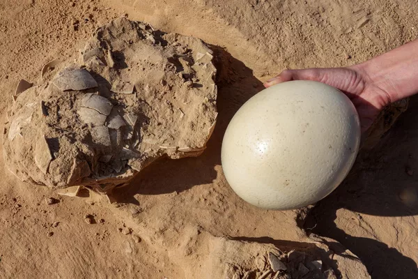 La proximidad de los huevos al fuego indica que probablemente hayan sido recogidos por nómadas y consumidos tras ser procesados térmicamente. La proximidad de los huevos al fuego indica que probablemente hayan sido recogidos por nómadas y consumidos tras ser procesados térmicamente. - Sputnik Mundo