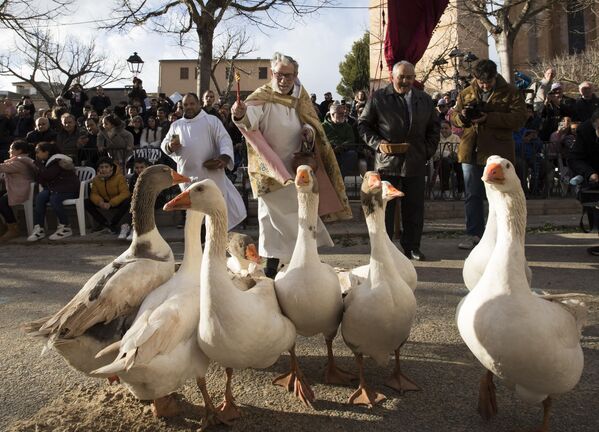Un sacerdote bendice gansos el Día de San Antonio en Muro, Mallorca, España. - Sputnik Mundo