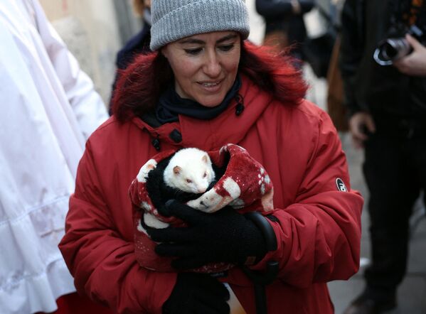La bendición de los animales solía celebrarse únicamente el 17 de enero. Ahora dura todo un mes –del 10 de enero al 10 de febrero– porque las Iglesias españolas no tienen suficientes sacerdotes y alternan la bendición de mascotas en distintas parroquias.En la foto: un sacerdote bendice un hurón en la iglesia de San Antonio de Madrid. - Sputnik Mundo