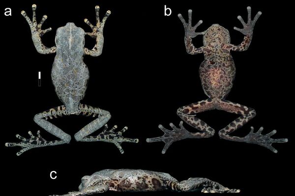 Hyloscirtus tolkieni en conserva a) vista dorsal, b) vista ventral, c) vista lateral.  - Sputnik Mundo