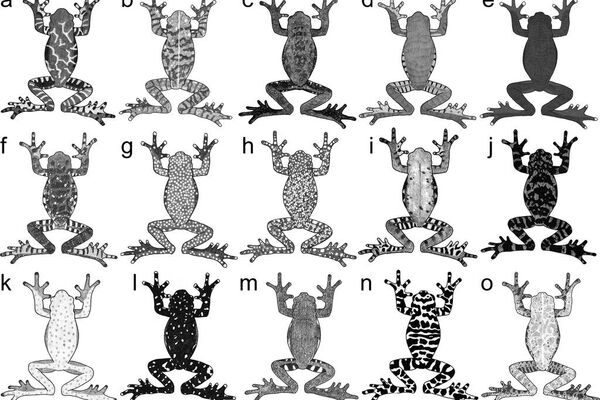 Patrones de coloración dorsal en especies del grupo Hyloscirtus larinopygion: a) H. antioquia, b) H. caucanus, c) H. criptico, d) H. larinopygion e H. lindae, f) H. pacha, g) H. pantostictus, h) H. princecharlesi, i) H. psarolaimus, j) H. ptychodactylus, k) H. sarampiona, l) H. sethmacfarlanei, m) H. staufferorum, n) H. tigrinus, o) H. tolkieni - Sputnik Mundo