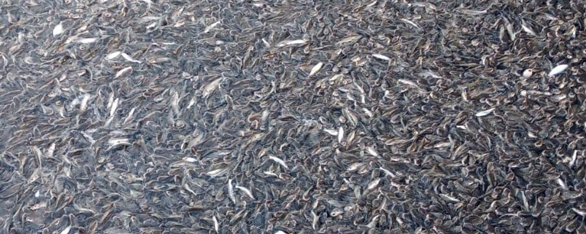 Peces muertos en la Bahía Yavaros, Sonora - Sputnik Mundo, 1920, 27.01.2023
