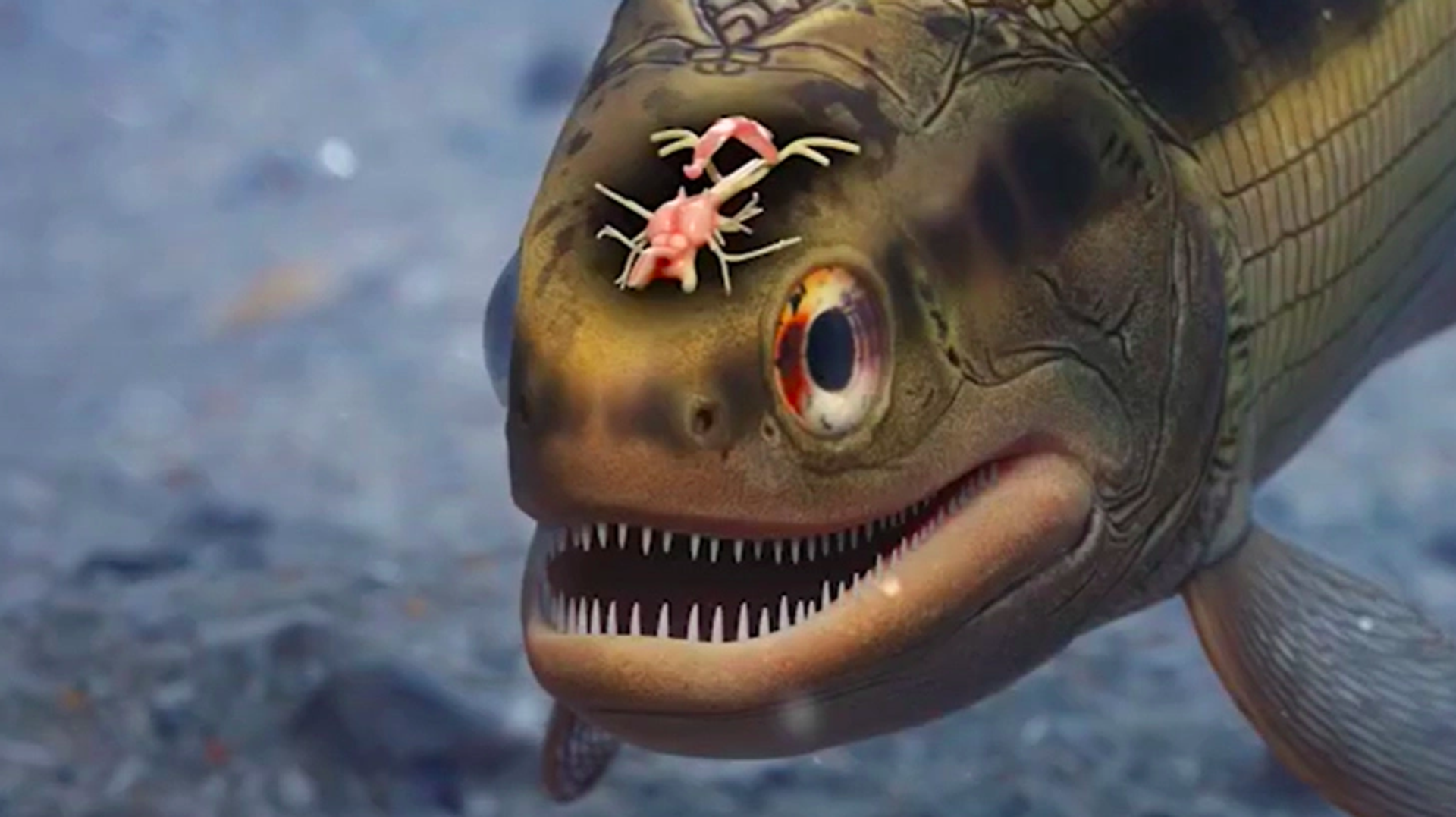 'Coccocephalus wildi' y la estructura de su cerebro - Sputnik Mundo, 1920, 02.02.2023