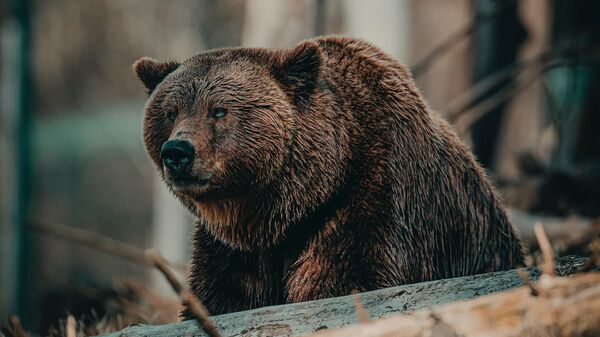 Un oso  - Sputnik Mundo