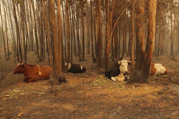 Se ha declarado estado de emergencia en las regiones de Bio Bio, Newble y Araucanía. Las autoridades pidieron ayuda a México, Argentina, Brasil, Uruguay y España para combatir los incendios.En la foto: varias vacas en el bosque cerca de Santa Juana. Se ha declarado estado de emergencia en las regiones de Bio Bio, Newble y Araucanía. Las autoridades pidieron ayuda a México, Argentina, Brasil, Uruguay y España para combatir los incendios.En la foto: varias vacas en el bosque cerca de Santa Juana. - Sputnik Mundo