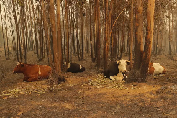Se ha declarado estado de emergencia en las regiones de Bio Bio, Newble y Araucanía. Las autoridades pidieron ayuda a México, Argentina, Brasil, Uruguay y España para combatir los incendios.En la foto: varias vacas en el bosque cerca de Santa Juana. Se ha declarado estado de emergencia en las regiones de Bio Bio, Newble y Araucanía. Las autoridades pidieron ayuda a México, Argentina, Brasil, Uruguay y España para combatir los incendios.En la foto: varias vacas en el bosque cerca de Santa Juana. - Sputnik Mundo