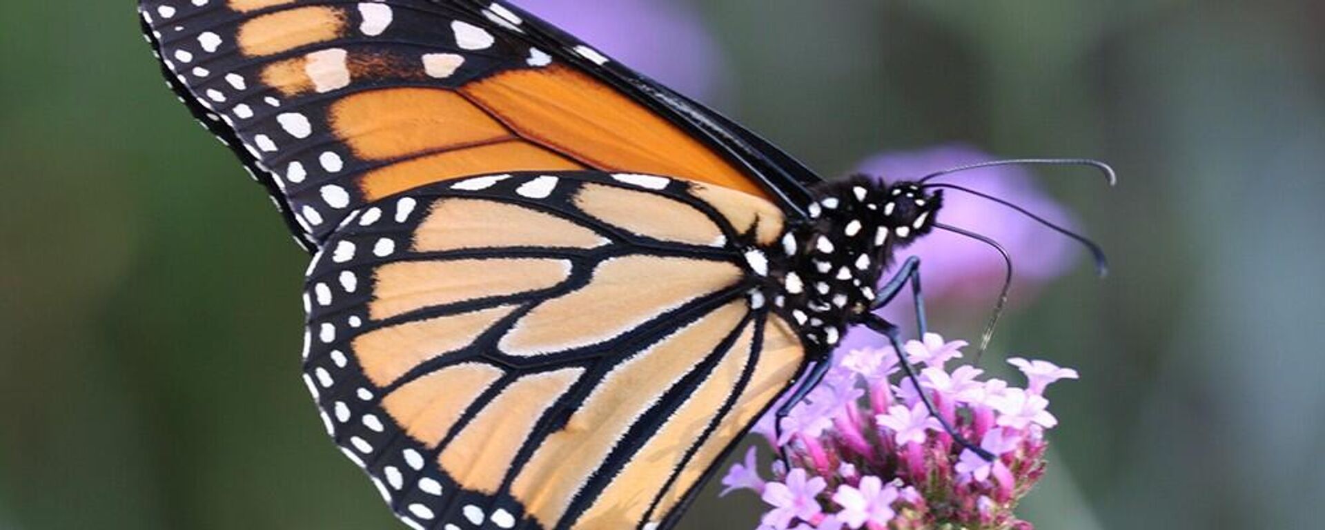 Mariposa monarca Mariposa monarca - Sputnik Mundo, 1920, 08.02.2023