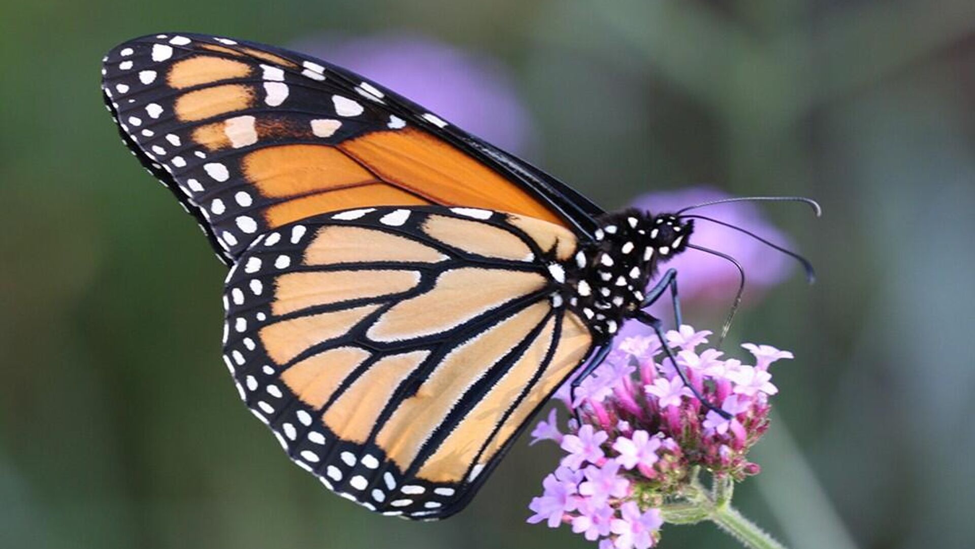 Mariposa monarca Mariposa monarca - Sputnik Mundo, 1920, 08.02.2023