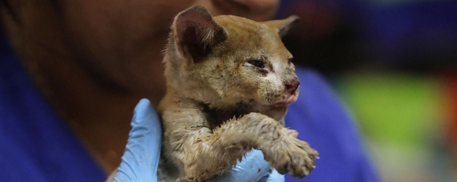 Un veterinario en Santa Juana, Chile, atiende a un gato herido por un incendio forestal - Sputnik Mundo, 1920, 10.02.2023