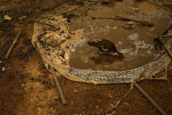 Un pato bebe agua de una piscina de plástico en Santa Juana, provincia de Concepción.  - Sputnik Mundo