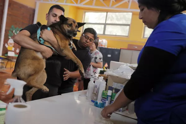 Las mascotas quemadas y los animales de la calle son atendidos por veterinarios y voluntarios locales. Las mascotas quemadas y los animales de la calle son atendidos por veterinarios y voluntarios locales. - Sputnik Mundo