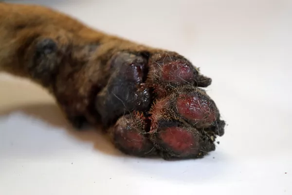 La pata quemada de un perro afectado por el incendio forestal que recibe tratamiento en un centro veterinario improvisado en Santa Juana, provincia de Concepción. La pata quemada de un perro afectado por el incendio forestal que recibe tratamiento en un centro veterinario improvisado en Santa Juana, provincia de Concepción. - Sputnik Mundo