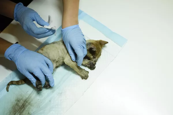 Los especialistas intentan aliviar el dolor de las quemaduras que recibieron los animales. Después los animales salvajes se someterán a rehabilitación y con posterioridad podrán regresar a la naturaleza. Los especialistas intentan aliviar el dolor de las quemaduras que recibieron los animales. Después los animales salvajes se someterán a rehabilitación y con posterioridad podrán regresar a la naturaleza. - Sputnik Mundo
